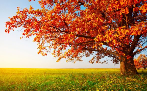 autumn_trees_wallpaper_1080p-1